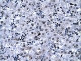 BF1 / FOXG1 Antibody - FOXG1 antibody P100984_T100-FOXG1A (forkhead box G1A) Antibody was used in IHC to stain formalin-fixed, paraffin-embedded human liver.  This image was taken for the unconjugated form of this product. Other forms have not been tested.