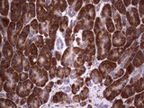 BFSP1 / Filensin Antibody - IHC of paraffin-embedded Human pancreas tissue using anti-BFSP1 mouse monoclonal antibody. (Heat-induced epitope retrieval by 1 mM EDTA in 10mM Tris, pH8.5, 120°C for 3min).