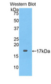 BGN / Biglycan Antibody - Western blot of recombinant BGN / Biglycan.  This image was taken for the unconjugated form of this product. Other forms have not been tested.
