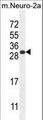 BHLHA15 Antibody - BHLHA15 Antibody western blot of mouse Neuro-2a cell line lysates (35 ug/lane). The BHLHA15 antibody detected the BHLHA15 protein (arrow).