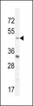 BHLHB2 / DEC1 Antibody - BHLHE40 Antibody western blot of mouse Neuro-2a cell line lysates (35 ug/lane). The BHLHE40 antibody detected the BHLHE40 protein (arrow).