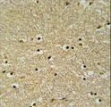 BHLHE22 / BHLHB5 Antibody - BHLHB5 Antibody IHC of formalin-fixed and paraffin-embedded human brain tissue followed by peroxidase-conjugated secondary antibody and DAB staining.