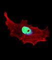 BHLHE41 / BHLHB3 / SHARP1 Antibody - Fluorescent confocal image of MCF-7 cell stained with BHLH3 Antibody. MCF-7 cells were fixed with 4% PFA (20 min), permeabilized with Triton X-100 (0.1%, 10 min), then incubated with BHLH3 primary antibody (1:25, 1 h at 37°C). For secondary antibody, Alexa Fluor 488 conjugated donkey anti-rabbit antibody (green) was used (1:400, 50 min at 37°C). Cytoplasmic actin was counterstained with Alexa Fluor 555 (red) conjugated Phalloidin (7units/ml, 1 h at 37°C). Nuclei were counterstained with DAPI (blue) (10 ug/ml, 10 min). BHLH3 immunoreactivity is localized to nucleus significantly.