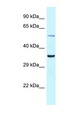BHLHE41 / BHLHB3 / SHARP1 Antibody - BHLHE41 / SHARP1 antibody Western blot of Rat Liver lysate. Antibody concentration 1 ug/ml.  This image was taken for the unconjugated form of this product. Other forms have not been tested.