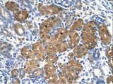 BHMT Antibody - BHMT antibody BHMT(betaine-homocysteine methyltransferase) Antibody was used in IHC to stain formalin-fixed, paraffin-embedded human kidney.  This image was taken for the unconjugated form of this product. Other forms have not been tested.