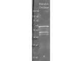 Bilirubin Oxidase Antibody - Goat anti Bilirubin Oxidase antibody was used to detect Bilirubin Oxidase under reducing (R) conditions. A samples of ~1ug of purified protein contained 4% BME and was boiled for 5 minutes and run by SDS-PAGE on a 4-20% acrylamide gel. Protein was transferred to nitrocellulose and probed with 1:3000 dilution of primary antibody. Detection shown was using Dylight 488 conjugated Donkey anti goat. Images were collected using the BioRad VersaDoc System