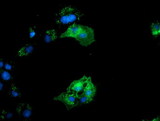 BIN3 Antibody - Anti-BIN3 mouse monoclonal antibody immunofluorescent staining of COS7 cells transiently transfected by pCMV6-ENTRY BIN3.