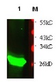 BIRC3 / cIAP2 Antibody - Immunodetection Analysis: Representative blot from a previous lot. Lane 1, recombinant protein TnI. The membrane blot was probed with anti-TnI primary antibody (1µg/ml). Proteins were visualized using a Donkey anti-rabbit secondary antibody conjugated to IRDye 800CW detection system. Arrows indicate cellular TNi from human and mouse cells (27 kDa).