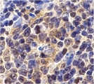 BIRC5 / Survivin Antibody - Immunohistochemistry of Survivin in mouse spleen cells with Survivin antibody at 10 µg/ml.