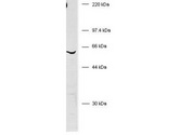 BIVM Antibody - Western blot of anti-human BIVM. Whole cell HeLa lysate was used to probe for endogenous BIVM using Rabbit-anti-Human BIVM (C-terminal specific) polyclonal antibody. A 57 kDa band corresponding to human BIVM protein is detected using a 1:1000 dilution of the antiserum incubated for 1 hour at room temperature. Washes with 1% Tween-20 TBS preceded reaction with HRP Gt-a-Rabbit IgG (H&L) LS-C60865 diluted 1:10000 and incubated for 1 hour at room temperature. The blot was developed using a chemiluminescent detection method (AP ECL 60 sec followed by a 45 sec exposure). Other detection methods will yield similar results.