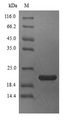 Allergen Bla g 4 Protein - (Tris-Glycine gel) Discontinuous SDS-PAGE (reduced) with 5% enrichment gel and 15% separation gel.
