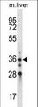 BLVRA Antibody - BLVRA Antibody western blot of mouse liver tissue lysates (35 ug/lane). The BLVRA antibody detected the BLVRA protein (arrow).
