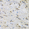 BLZF1 Antibody - Immunohistochemistry of paraffin-embedded mouse spinal cord tissue.