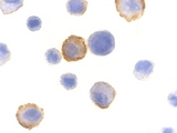 BMF Antibody - Immunocytochemistry of Bmf in HeLa cells with Bmf antibody at 10 µg/ml.