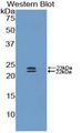 BMP1 Antibody - Western blot of recombinant protein encoding a partial fragment of BMP1 / BMP-1.  This image was taken for the unconjugated form of this product. Other forms have not been tested.