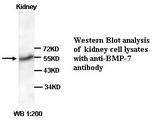 BMP7 Antibody