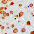 BMP7 Antibody - Immunohistochemical analysis of BMP7 staining in human brain formalin fixed paraffin embedded tissue section. The section was pre-treated using heat mediated antigen retrieval with sodium citrate buffer (pH 6.0). The section was then incubated with the antibody at room temperature and detected using an HRP conjugated compact polymer system. DAB was used as the chromogen. The section was then counterstained with hematoxylin and mounted with DPX.