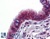 BMPER Antibody - Anti-BMPER antibody IHC of human lung, respiratory epithelium. Immunohistochemistry of formalin-fixed, paraffin-embedded tissue after heat-induced antigen retrieval. Antibody concentration 5 ug/ml.  This image was taken for the unconjugated form of this product. Other forms have not been tested.