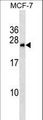 BNIP1 Antibody - BNIP1 Antibody western blot of MCF-7 cell line lysates (35 ug/lane). The BNIP1 antibody detected the BNIP1 protein (arrow).