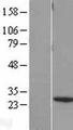 BNIP1 Protein - Western validation with an anti-DDK antibody * L: Control HEK293 lysate R: Over-expression lysate