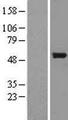 BNIP2 Protein - Western validation with an anti-DDK antibody * L: Control HEK293 lysate R: Over-expression lysate