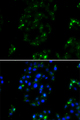 BOC Antibody - Immunofluorescence analysis of A549 cells.