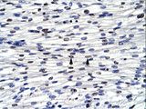 BOLA1 Antibody - BOLA1 antibody ARP32073_P050-NP_057158-CGI-143 Antibody was used in IHC to stain formalin-fixed, paraffin-embedded human heart.  This image was taken for the unconjugated form of this product. Other forms have not been tested.
