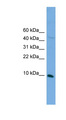 BOLA2 Antibody - BOLA2 antibody Western blot of SP2/0 cell lysate. This image was taken for the unconjugated form of this product. Other forms have not been tested.