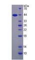 IL13 Protein - Recombinant Interleukin 13 By SDS-PAGE