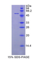 LBP Protein - Recombinant Lipopolysaccharide Binding Protein By SDS-PAGE