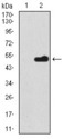 BPIFA2 / SPLUNC2 Antibody - Western blot using Splunc2 monoclonal antibody against HEK293 (1) and Splunc2 (AA: 16-250)-hIgGFc transfected HEK293 (2) cell lysate.
