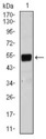 BPIFB1 Antibody - Western blot using Lplunc1 mouse monoclonal antibody against NIH3T3 (1) cell lysate.