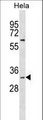 BPNT1 Antibody - BPNT1 Antibody western blot of HeLa cell line lysates (35 ug/lane). The BPNT1 antibody detected the BPNT1 protein (arrow).