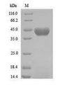 Formamidase (amiF) Protein - (Tris-Glycine gel) Discontinuous SDS-PAGE (reduced) with 5% enrichment gel and 15% separation gel.