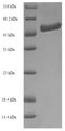 Formamidase (amiF) Protein - (Tris-Glycine gel) Discontinuous SDS-PAGE (reduced) with 5% enrichment gel and 15% separation gel.