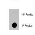 BRAF / B-Raf Antibody - Dot blot of anti-BRAF-pS445 Phospho-specific antibody on nitrocellulose membrane. 50ng of Phospho-peptide or Non Phospho-peptide per dot were adsorbed. Antibody working concentrations are 0.5ug per ml.