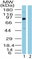 BRD4 Antibody - Western blot ofBRD4 in HeLa lysate in the 1) absence and 2) presence of immunizing peptide using antibody at0.5 ug/ml.