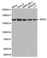 BRD4 Antibody - Western blot blot of extracts of various cell lines, using BRD4 antibody.