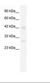 BRD9 Antibody - Jurkat Cell Lysate.  This image was taken for the unconjugated form of this product. Other forms have not been tested.