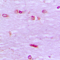 BRF1 Antibody - Immunohistochemical analysis of BRF1 staining in human brain formalin fixed paraffin embedded tissue section. The section was pre-treated using heat mediated antigen retrieval with sodium citrate buffer (pH 6.0). The section was then incubated with the antibody at room temperature and detected using an HRP conjugated compact polymer system. DAB was used as the chromogen. The section was then counterstained with hematoxylin and mounted with DPX.