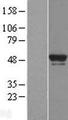BRF2 Protein - Western validation with an anti-DDK antibody * L: Control HEK293 lysate R: Over-expression lysate