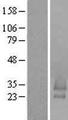 BRICD5 Protein - Western validation with an anti-DDK antibody * L: Control HEK293 lysate R: Over-expression lysate
