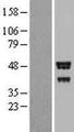 BROX Protein - Western validation with an anti-DDK antibody * L: Control HEK293 lysate R: Over-expression lysate