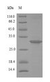 vjbR Protein - (Tris-Glycine gel) Discontinuous SDS-PAGE (reduced) with 5% enrichment gel and 15% separation gel.