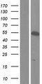 BRUNOL4 / CELF4 Protein - Western validation with an anti-DDK antibody * L: Control HEK293 lysate R: Over-expression lysate