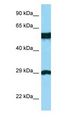 BSPRY Antibody - BSPRY antibody Western Blot of THP-1.  This image was taken for the unconjugated form of this product. Other forms have not been tested.