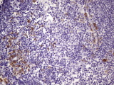 BTG2 Antibody - IHC of paraffin-embedded Human tonsil using anti-BTG2 mouse monoclonal antibody. (Heat-induced epitope retrieval by 1 mM EDTA in 10mM Tris, pH8.5, 120°C for 3min)(1:150).