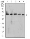 BTN1A1 Antibody - Western blot analysis using BTN1A1 mouse mAb against HepG2 (1), MCF-7 (2), SK-BR-3 (3), NIH/3T3 (4), and C6 (5) cell lysate.