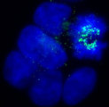 BUB1B / BubR1 Antibody - Immunofluorescence of an asynchronous cycling population of human cells (U2OS) with BUBR1 [8G1] antibody. No signal is detected from interphase cells, whereas cells undergoing mitosis accumulate BubR1 at the kinetochores. Image reveals kinetochores at prometaphase.  This image was taken for the unconjugated form of this product. Other forms have not been tested.