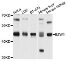 BZW1 / BZAP45 Antibody - Western blot analysis of extracts of various cells.